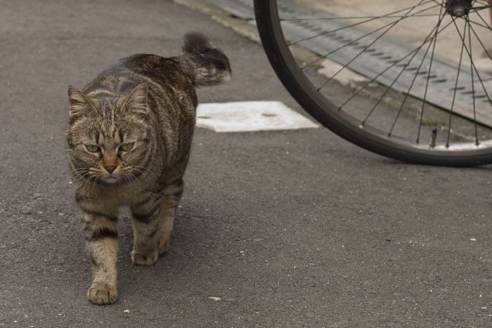 グルメなハナちゃん「のらのいる風景」（撮影　佐々木まこと）