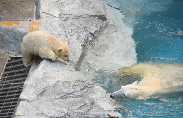 「お母さんすごいね」。気持ちよさげに泳ぐ母を見つめる赤ちゃん。あなたも泳げるはずですよ（男鹿水族館GAO提供）