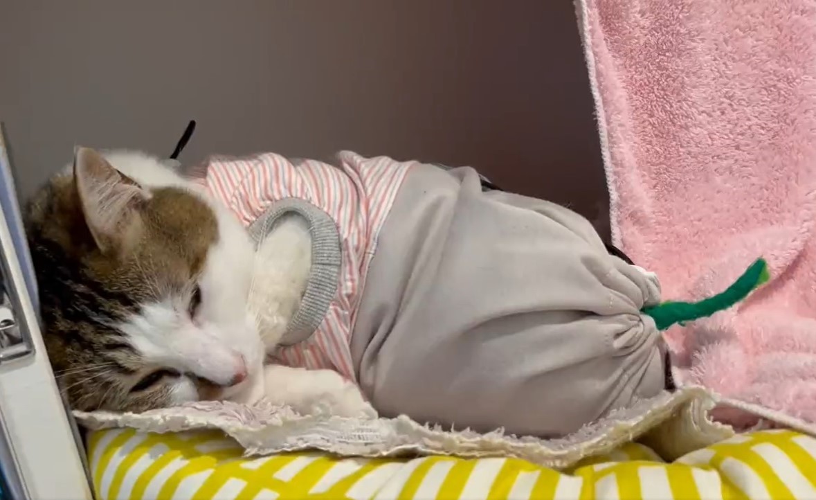 コレクター向け！ 手を入れて遊べる！　ふとん赤ちゃん猫♡ ねこちゃん　ちりめん 8159e2b54fedfa8b43587c915799bc