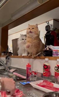 「もうそれぐらいでやめたげて…」