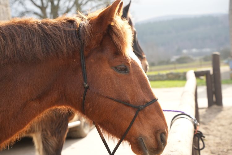 科学技術の発展は、馬と人間の関係をどう変えるのか=2026年3月4日、英スコットランド・アボインの支援施設「ホースバックUK」、高久潤撮影