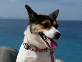 青い海を見ながら家族でドライブ！　沖縄の保護犬モモ