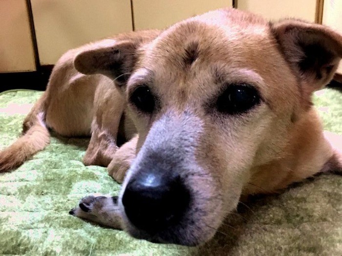 １２歳になったコンタ