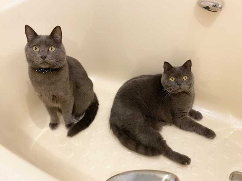 普段のぐりと同居猫のゆに