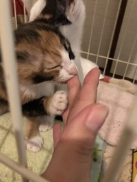 子猫時代の指チュパ
