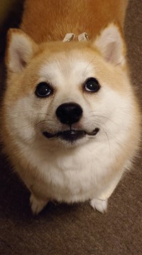 撫でられ待ちの様子のししまるちゃん（提供：柴犬ししまるさん）