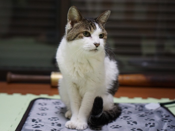 ９ちゃんは成田さんの実家のそばで保護されました