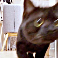 カメラの前を通り過ぎたさつきちゃんですがーー（画像提供：aomineco（黒猫あおみね&さつき）さん）