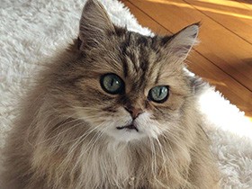 まだごはんをもらってないんですけど…　熱い視線を送るペルシャ「モカ」