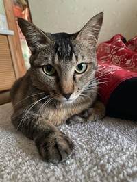 目力強め？ジロウくん＝anko_kinako222さん提供