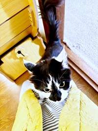「お仕事行かないで！」飼い主さんの体をよじ登り始めたあわせちゃん（画像提供：毛玉が2匹さん）