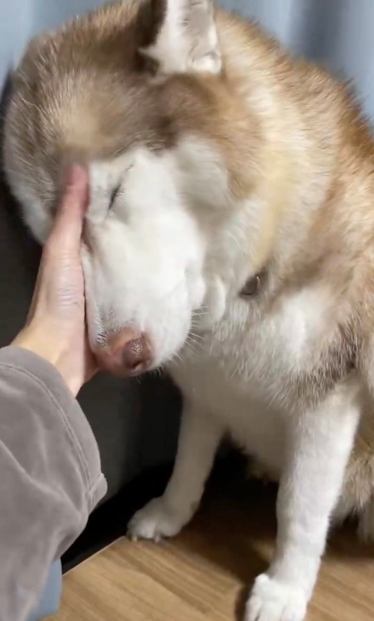 カメムシの強烈な刺激と悪臭に苦しむシャンテちゃんをナデナデでなぐさめるハマジさん（動画からキャプチャー／提供：ハマジさん）