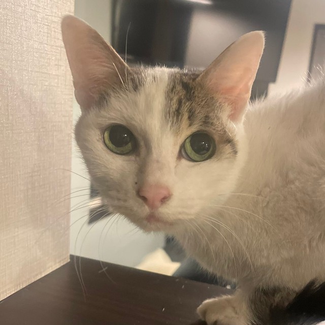 チョコちゃん、憂のある表情＝いつでもどこでも猫まみれさん（@moon09_take）提供