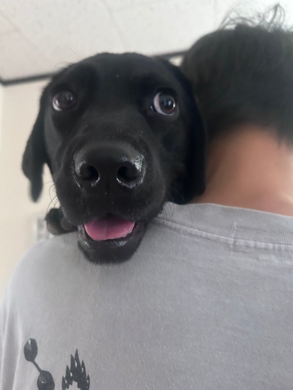 抱っこされて嬉しそうなうぶちゃん（画像提供：うぶ UBU ラブラドールレトリバーさん）