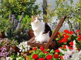 満開のお花と一緒に　絵になるね　ノルウェージャン「Hana」