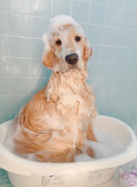 年末にシャンプーしてもらった時の一枚＝大型犬カフェGRAND MOU《ぐらんむー》さん（GrandMou_）提供