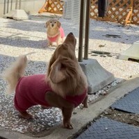 犬さんが見上げていたのは…？（画像提供：ほんわか姉妹さん）※一部トリミング