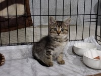 母猫が大切に育てたのか、目ヤニひとつない綺麗な状態だった