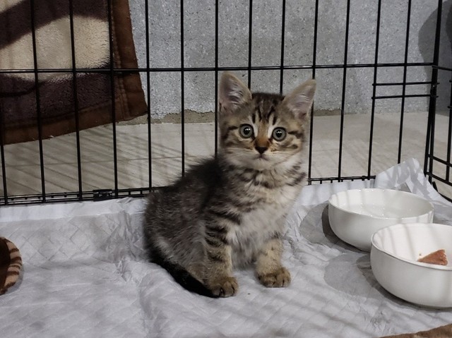 母猫が大切に育てたのか、目ヤニひとつない綺麗な状態だった