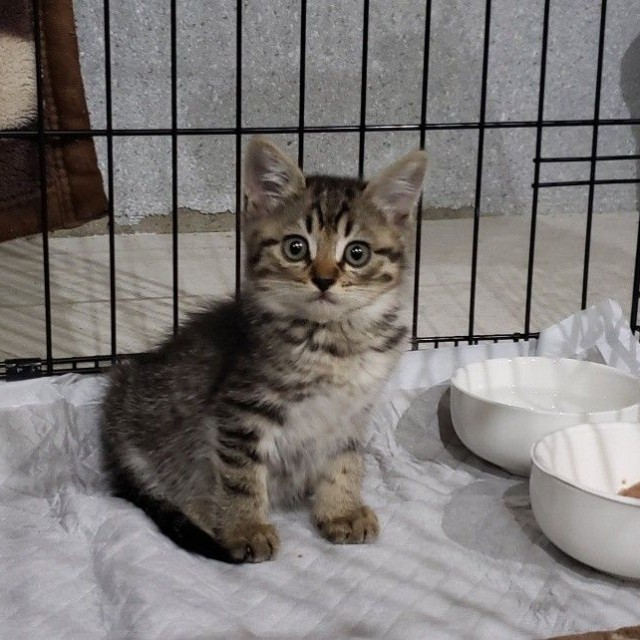 母猫が大切に育てたのか、目ヤニひとつない綺麗な状態だった