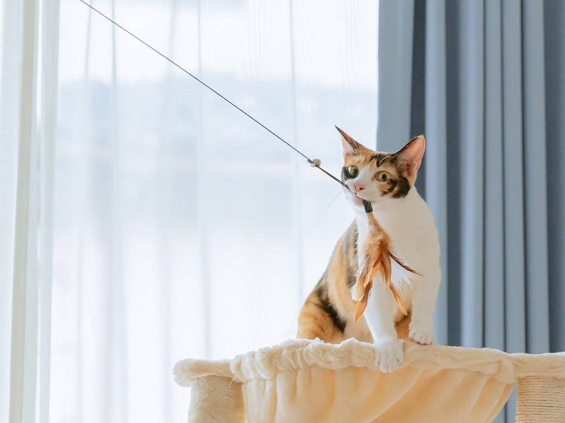 ゲットしたにゃん