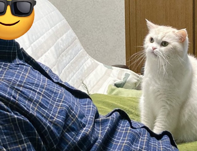 気難しいお父さんにいつも『にゃー』と話しかけ、お見送りとお帰りのドンを欠かせなかったという藤丸くん（ふじまる＠ぬいぐるみさん提供）