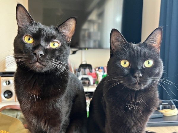 黒猫きょうだい（左から）弟猫・ぼたもちくん、おはぎちゃん（画像提供：黒猫おはぎ 林遊眠@劇団ショウダウンさん）