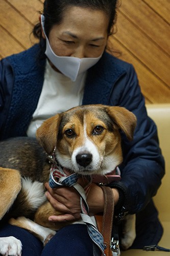 はこという名は、春の七草の“はこべ”から