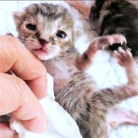 生後まもない会長（画像提供：猫、飼い始めましたさん）