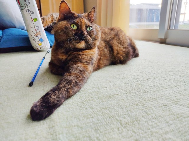 普段は堂々として温厚なジジちゃん=ゆあ＠ライターさん（@yunc24291）提供
