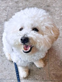 「ぬいぐるみみたい！」とカフェで大人気になったパポくん（画像提供：形が定まらない犬さん）
