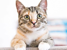 名前を呼ぶと「あん！」とお返事　ドイツ在住、鼻の模様が個性的なMIX猫「アリア」