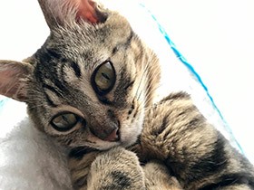 ごはんがほしいときは、かわいいカタチで無言のおねだり　サバトラMIX「ベル」