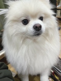 犬は飼い主さんの表情をよく見ています（画像提供：ちくわ（白ポメラニアン）さん）