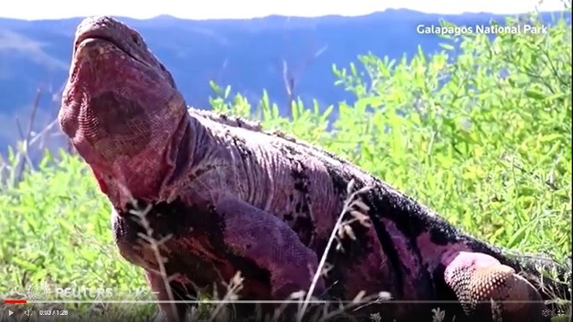 ガラパゴス諸島にいるピンクイグアナ（ロイター）