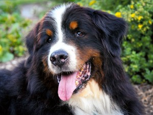 犬も認知症になる　見極め方は？　専門家「どれだけ長くあなたを見つめられるか…」