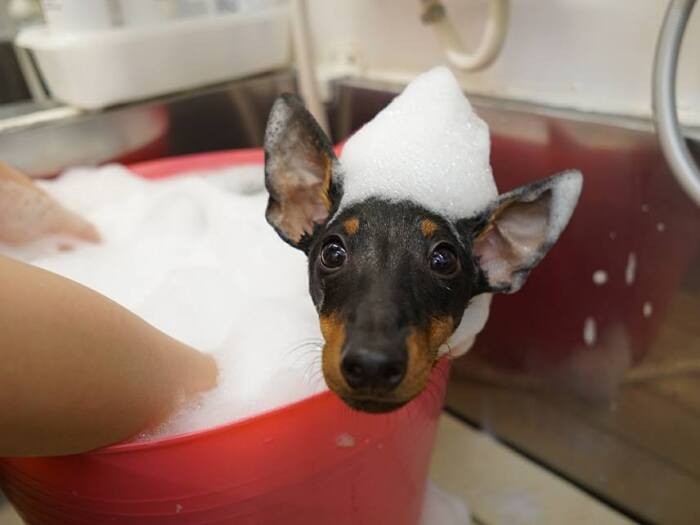 いい湯だな、わわわん♪（提供：ＵＧ）