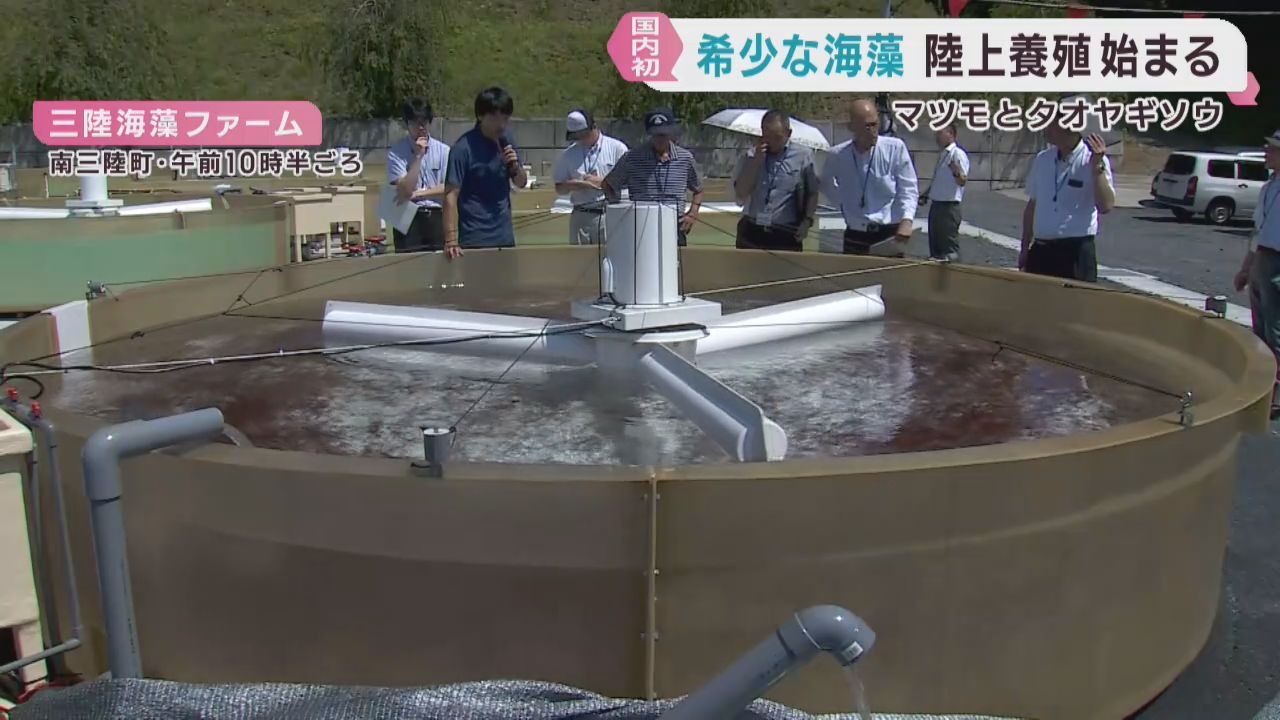 希少な海藻マツモとタオヤギソウの陸上養殖が始まる　宮城・南三陸町