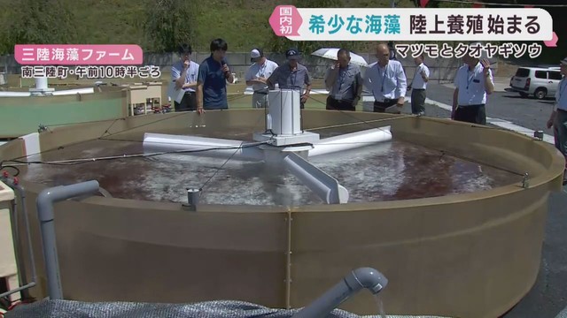 希少な海藻マツモとタオヤギソウの陸上養殖が始まる　宮城・南三陸町
