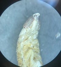 ナウシカの王蟲のよう！ ちりめんじゃこに入っていた「ウオノエ」を顕微鏡で見た様子（画像提供：こちさん）