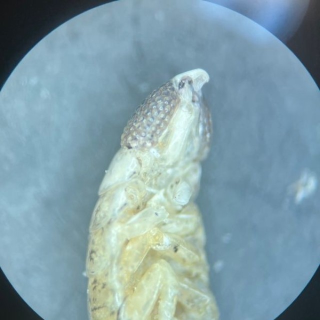 ナウシカの王蟲のよう！ ちりめんじゃこに入っていた「ウオノエ」を顕微鏡で見た様子（画像提供：こちさん）