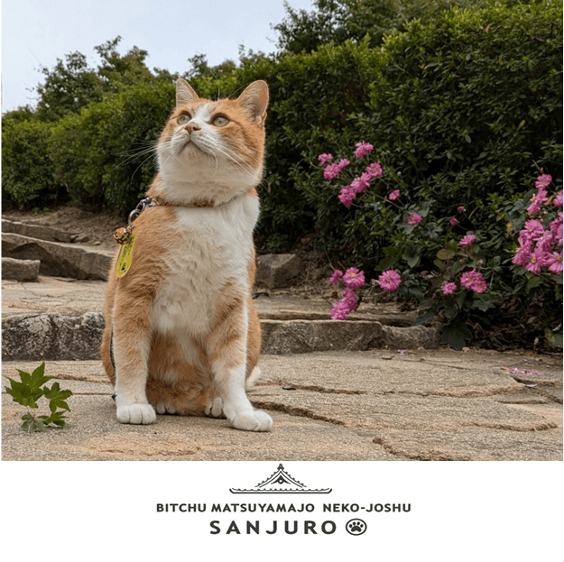 猫城主「さんじゅーろー」のミニハンカチ　3月16日（さんじゅーろーの日）から販売　岡山