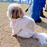 「たしかに猫っぽい」 前足をそろえた丸いフォルムのズシくん（画像提供：シーズーのズシさん）