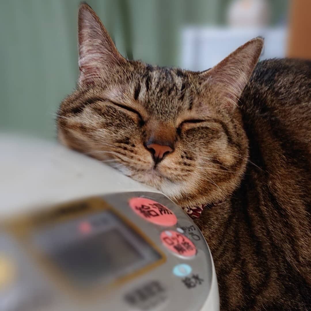 猫の産室猫小屋猫の妊娠期待産室テント犬の繁殖