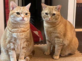 ２匹のモフモフが癒やし　アメショー「はな」＆「ジョアン」