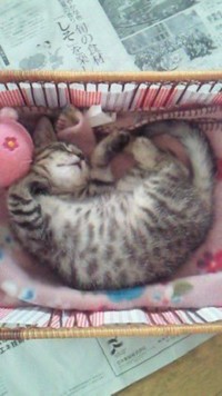 子猫時代のクロちゃん（画像提供：こまちさん）