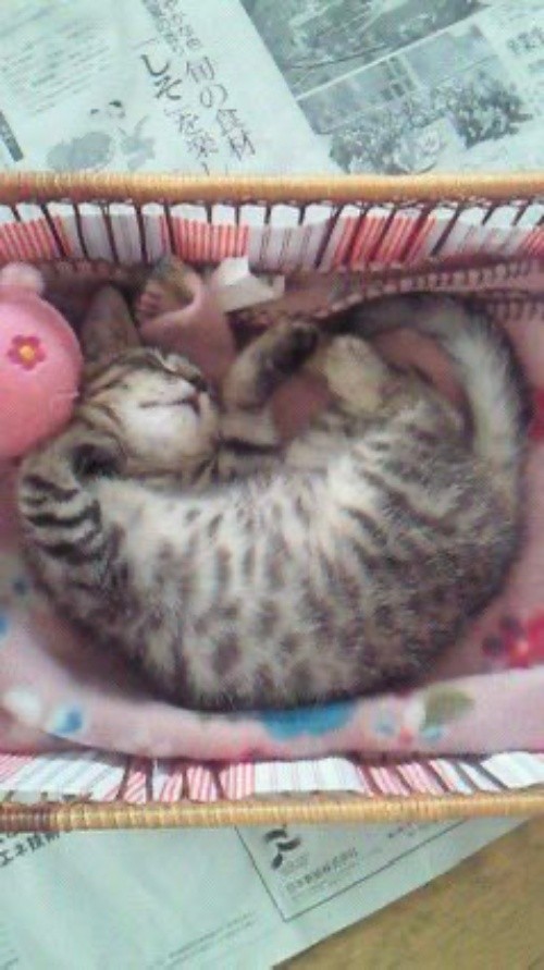 子猫時代のクロちゃん（画像提供：こまちさん）