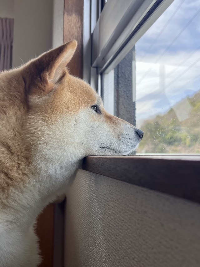 キリッとした横顔、ハンサムさんです！（画像提供：柴犬ふう太さん）