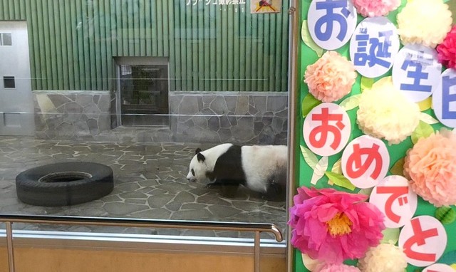 「お誕生日おめでとう」の飾り付けも。パティシエ飼育員さんが奥から見守る中、ごろ寝タイムから目覚めました