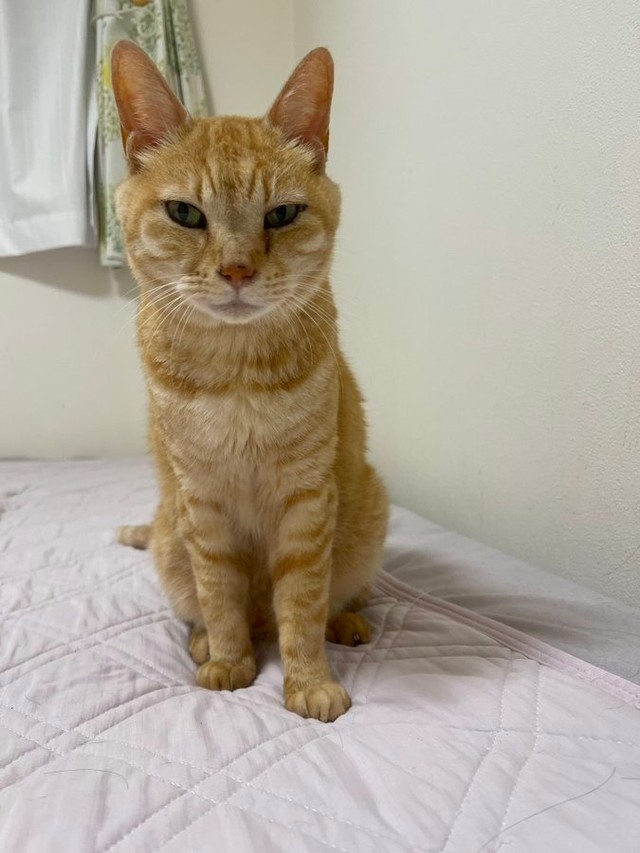 飼い主さんのベッドの上でふんばっていたシニア猫、小紅くん（画像提供：猫整体 キュベレイさん）